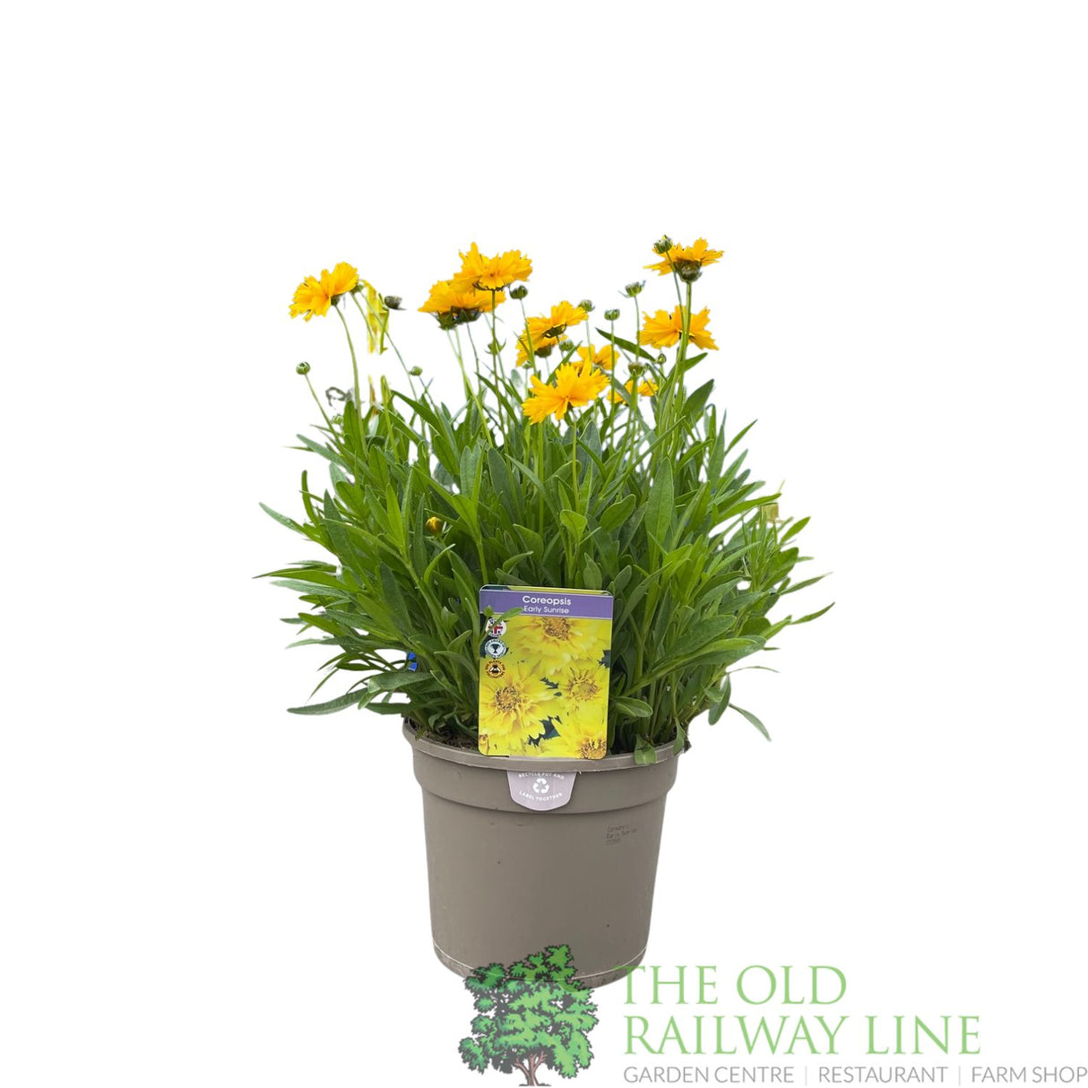 Coreopsis grandiflora 'Early Sunrise' Tickseed Plant - 3Ltr Pot