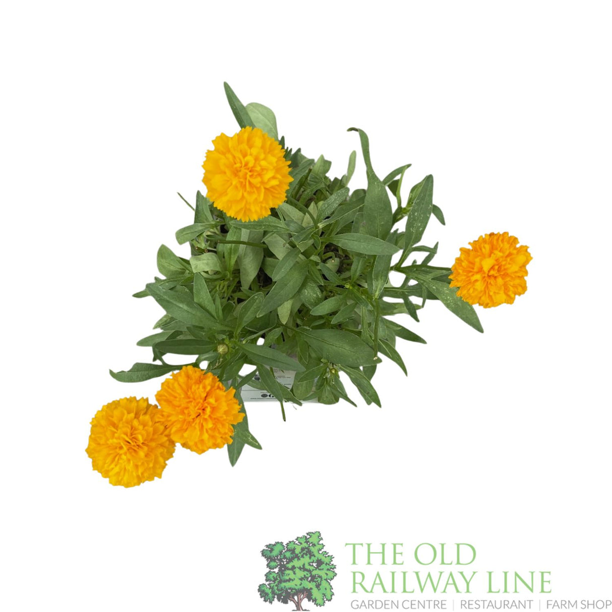 Coreopsis 'Solanna Golden Sphere' Tickseed Plant - 2Ltr Pot