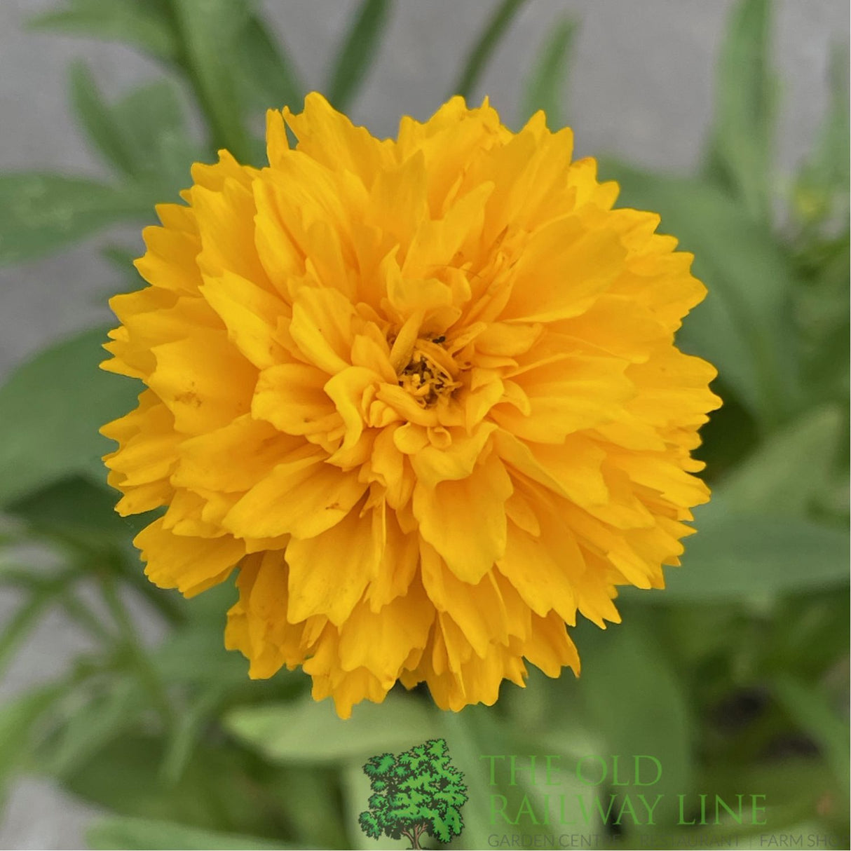 Coreopsis 'Solanna Golden Sphere' Tickseed Plant - 2Ltr Pot