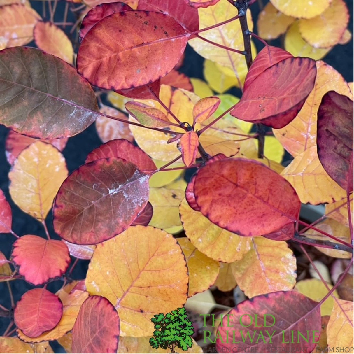 Cotinus 'Lilla' Smoke Bush Plant - 3Ltr Pot