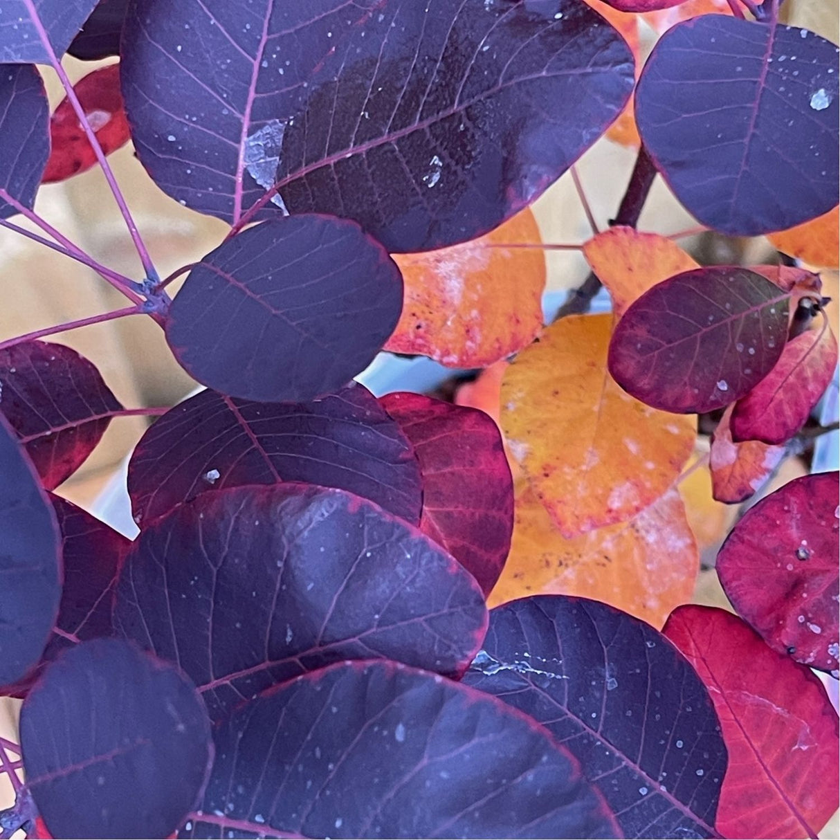 Cotinus 'Royal Purple' Smoke Tree Plant - 3Ltr Pot
