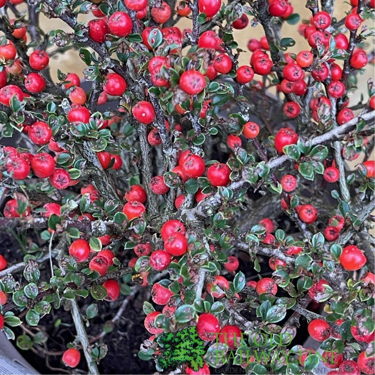 Cotoneaster horizontalis Plant - 3Ltr Pot