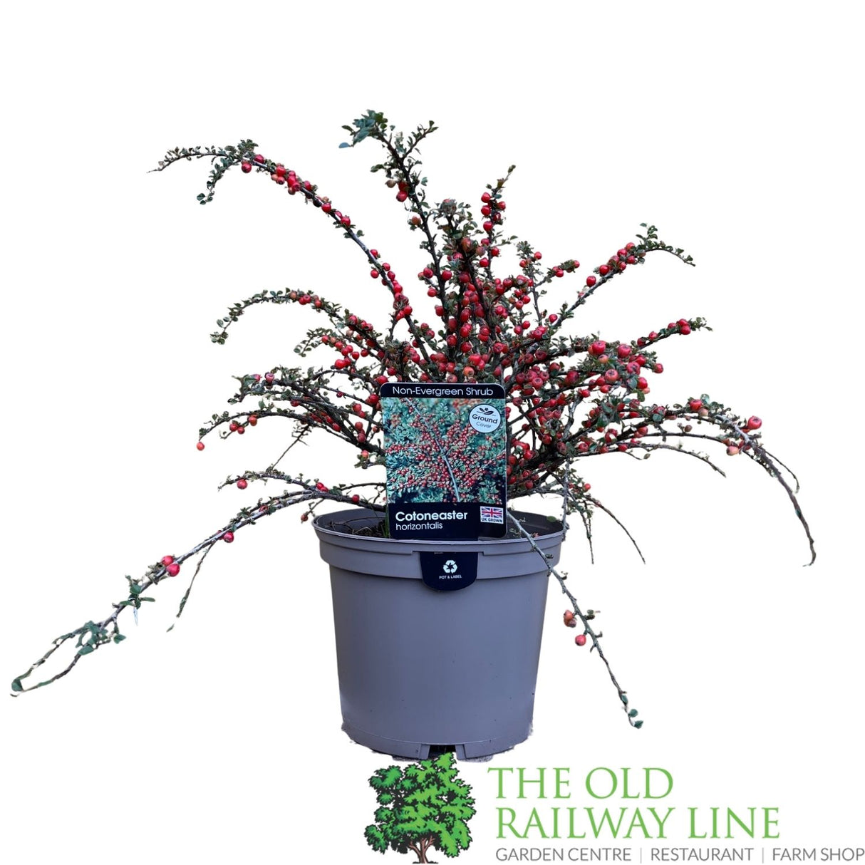 Cotoneaster horizontalis Plant - 3Ltr Pot