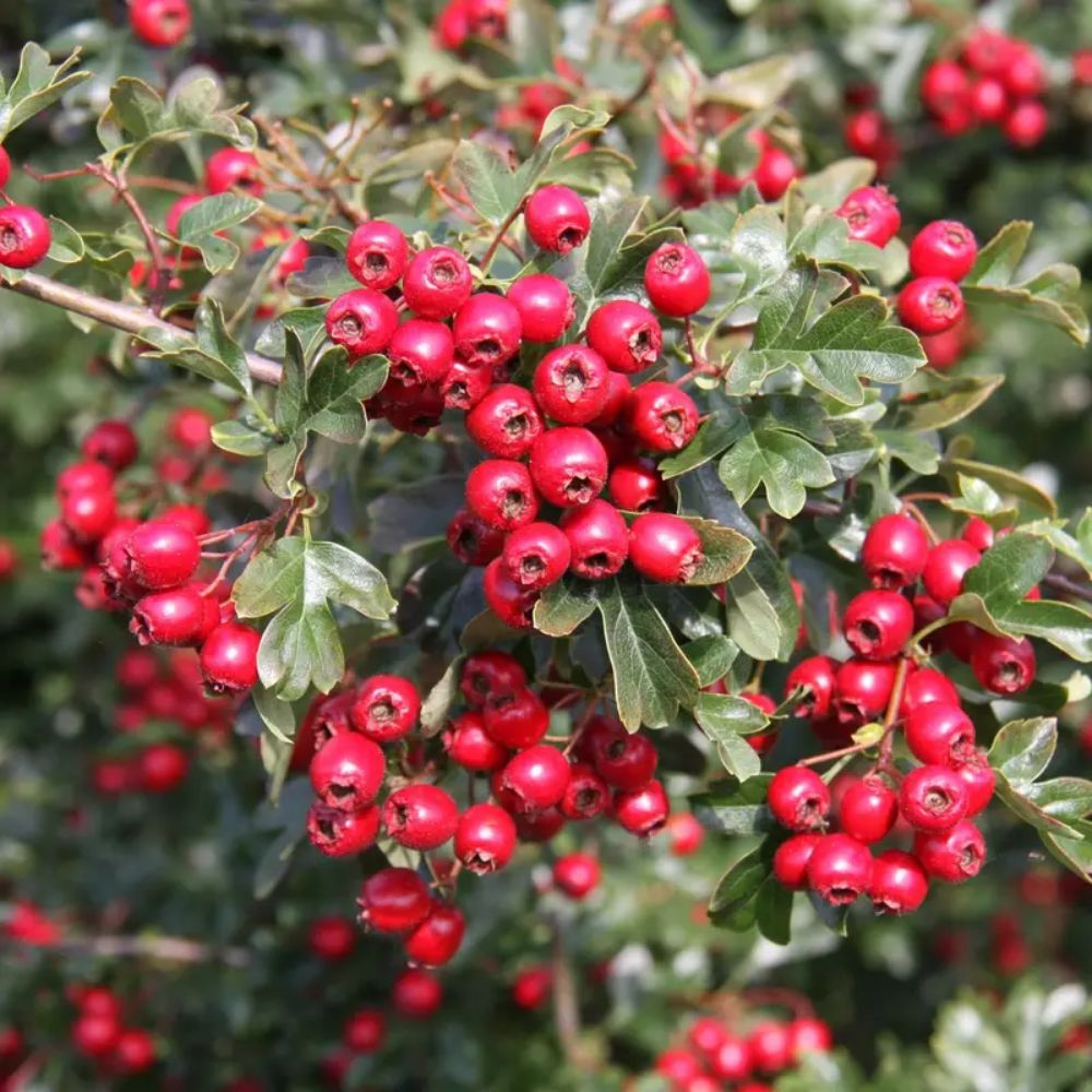 Frank P Matthews Crataegus x media ‘Crimson Cloud’ Thorn Tree - 12Ltr Pot