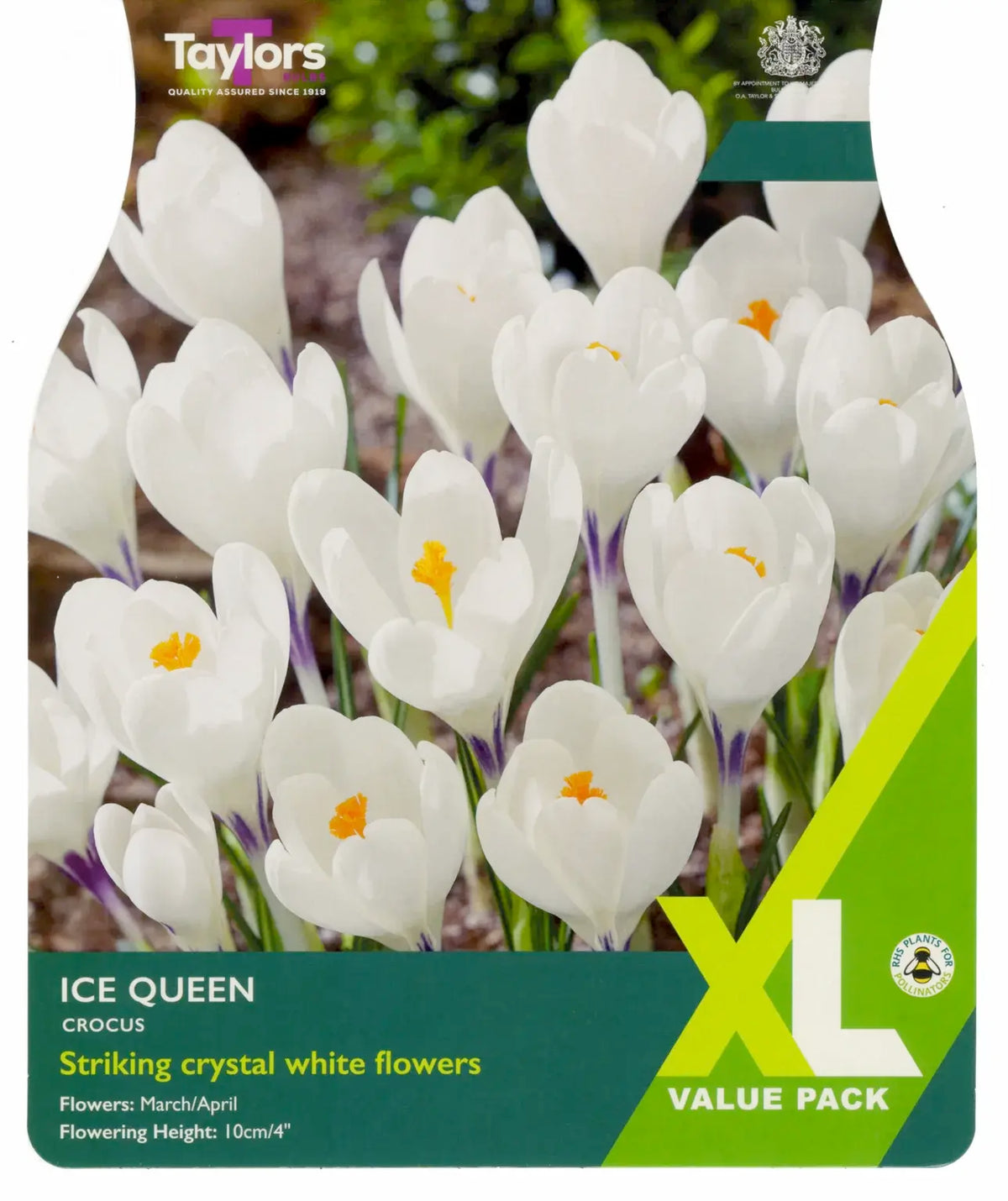 Taylors XL Ice Queen Crocus Bulbs