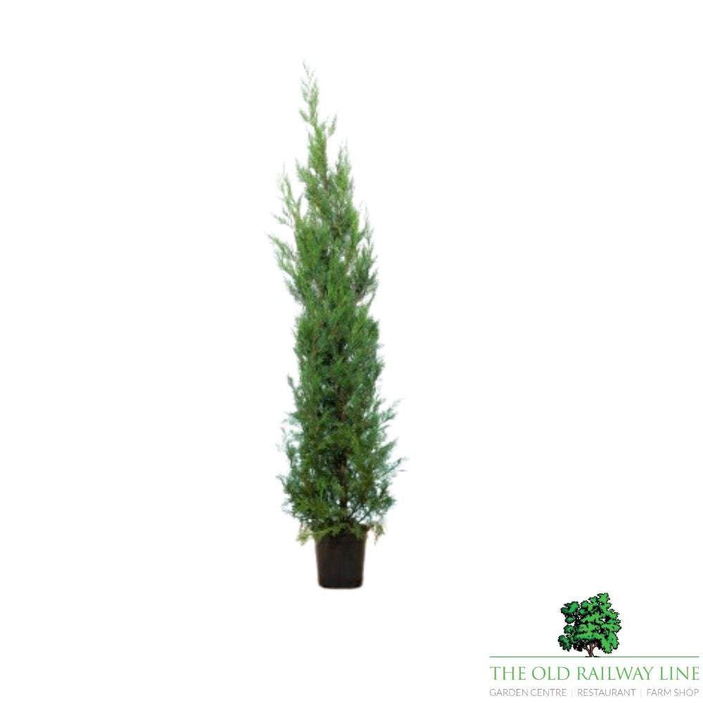 Cupressus Laylandii 2001 Plant - 10Ltr Pot