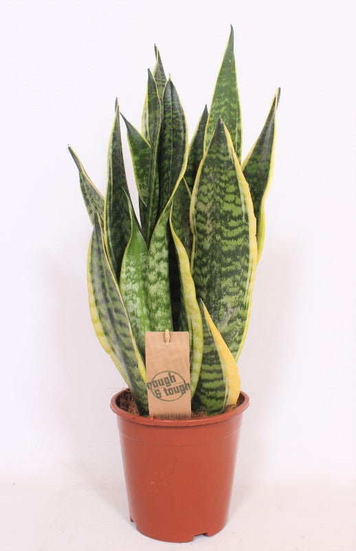Sansevieria Trifasciata 'Futura Superba' Succulent Houseplant 17cm Pot