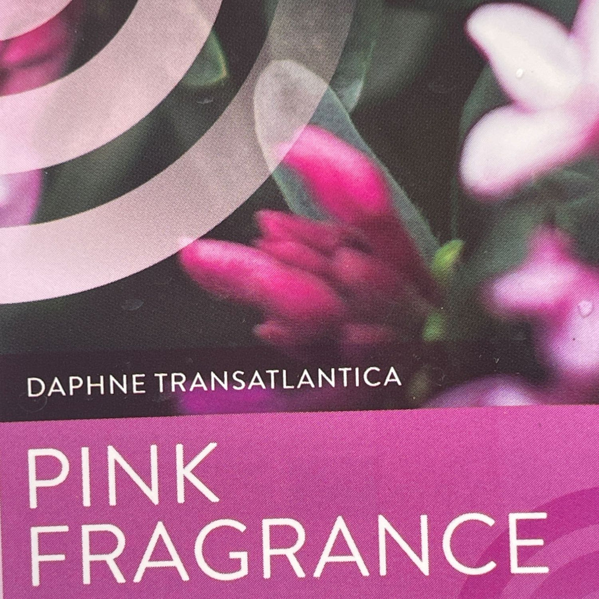 Daphne Transatlantica 'Pink Fragrance' Plant - 2Ltr Pot