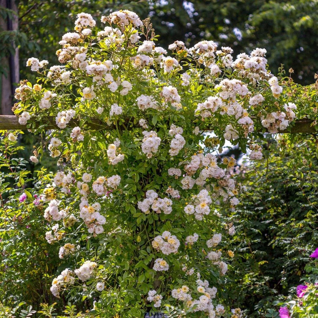 David Austin 'Ghislaine De Felingonde' Apricot Rambling Rose