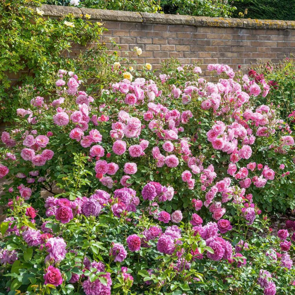 David Austin ' Hyde Hall' English Shrub Rose 6Ltr Pot