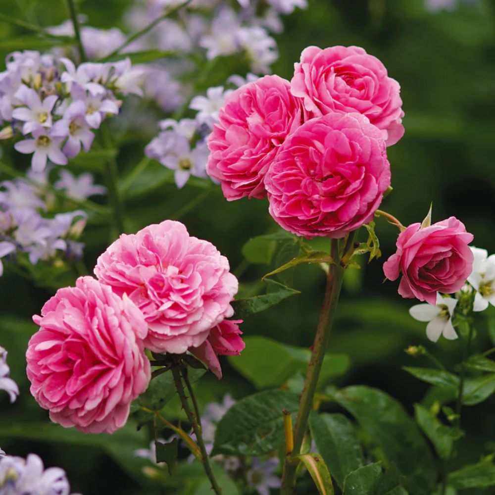David Austin ' Hyde Hall' English Shrub Rose 6Ltr Pot