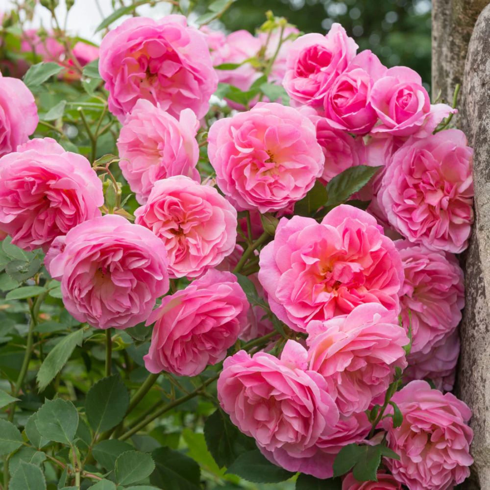 David Austin ' Hyde Hall' English Shrub Rose 6Ltr Pot