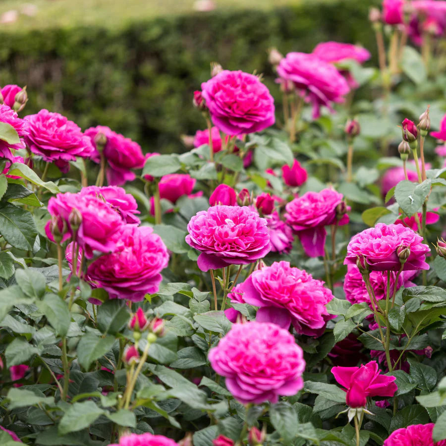 David Austin 'James L Austin' Deep Pink English Shrub Rose 6Ltr Pot