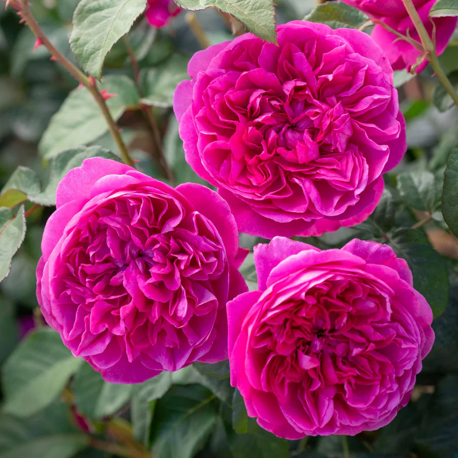 David Austin 'James L Austin' Deep Pink English Shrub Rose 6Ltr Pot