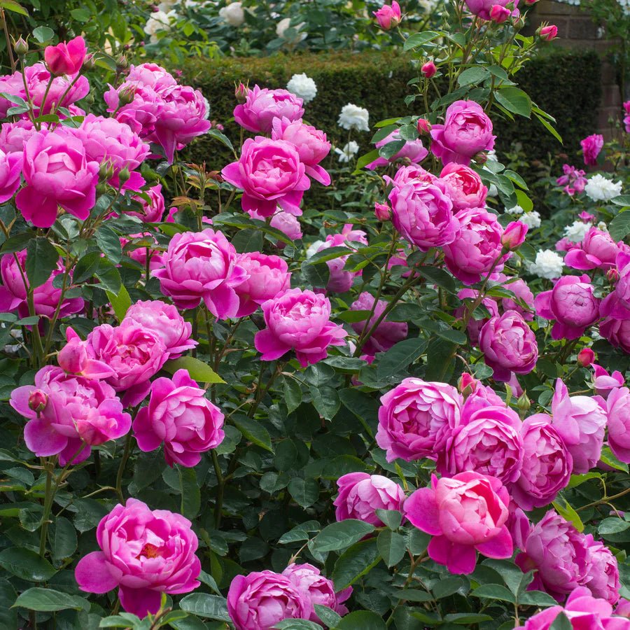 David Austin Royal Jubilee English Shrub Rose Plant - Old Railway Line Garden Centre