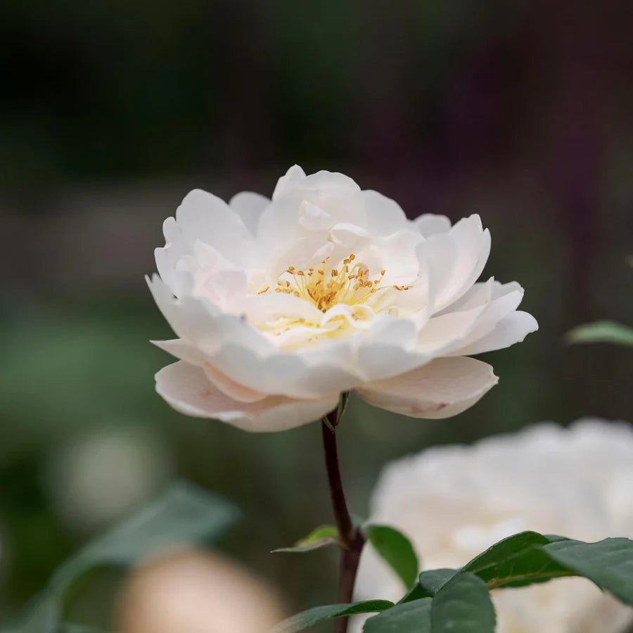 David Austin 'Sir David Beckham' White English Shrub Rose - 6Ltr Pot - Old Railway Line Garden Centre