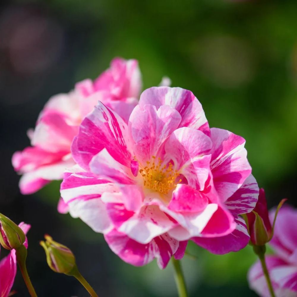 David Austin 'The King's Rose' English Shrub Rose 6Ltr Pot