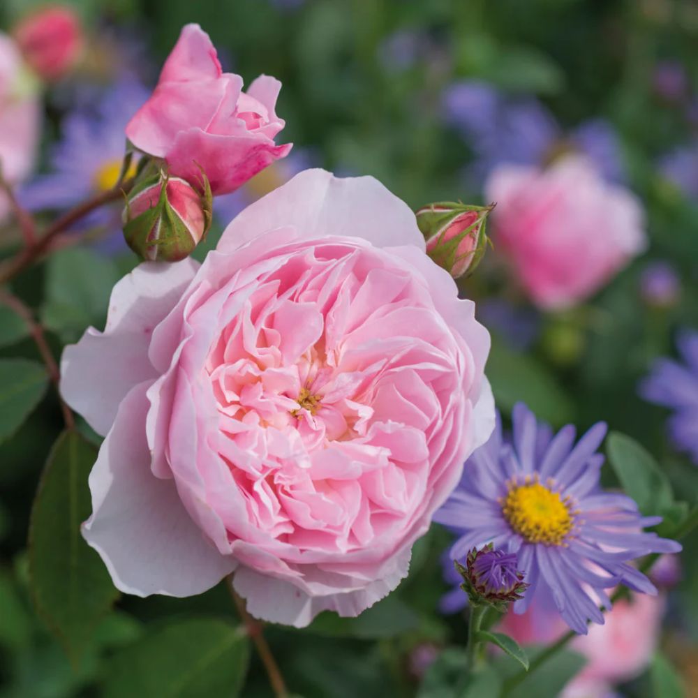 David Austin 'Wisley 2008' English Shrub Rose 6Ltr Pot