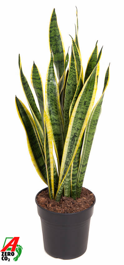 Sansevieria Trifasciata Laurentii Succulent Houseplant 17cm Pot