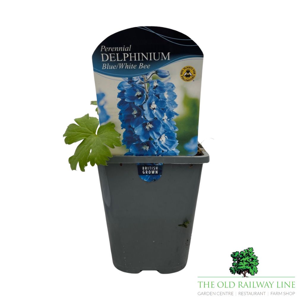 Delph Magic Fountain Blue/White Bee - 1Ltr Pot
