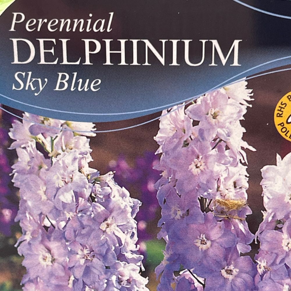 Delphinium Magic Fountain Sky Blue - 1Ltr Pot