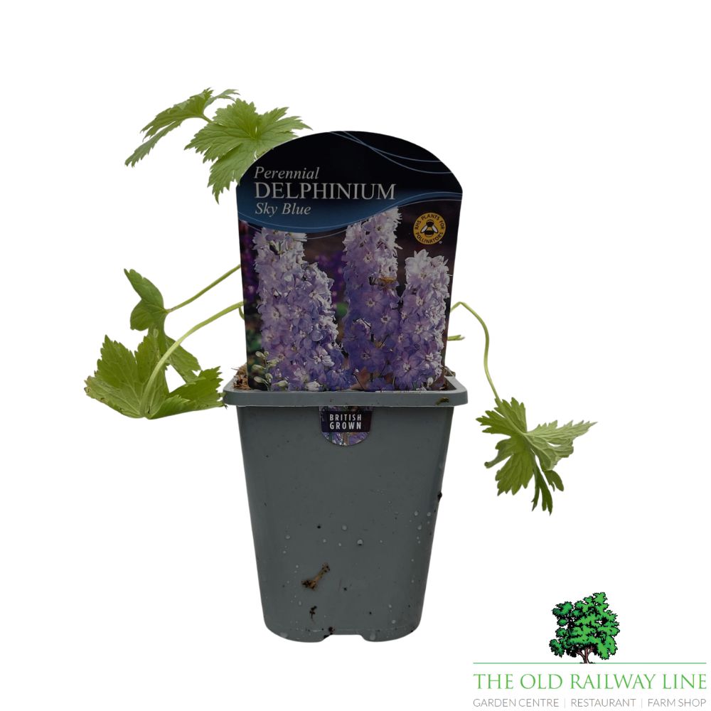 Delphinium Magic Fountain Sky Blue - 1Ltr Pot