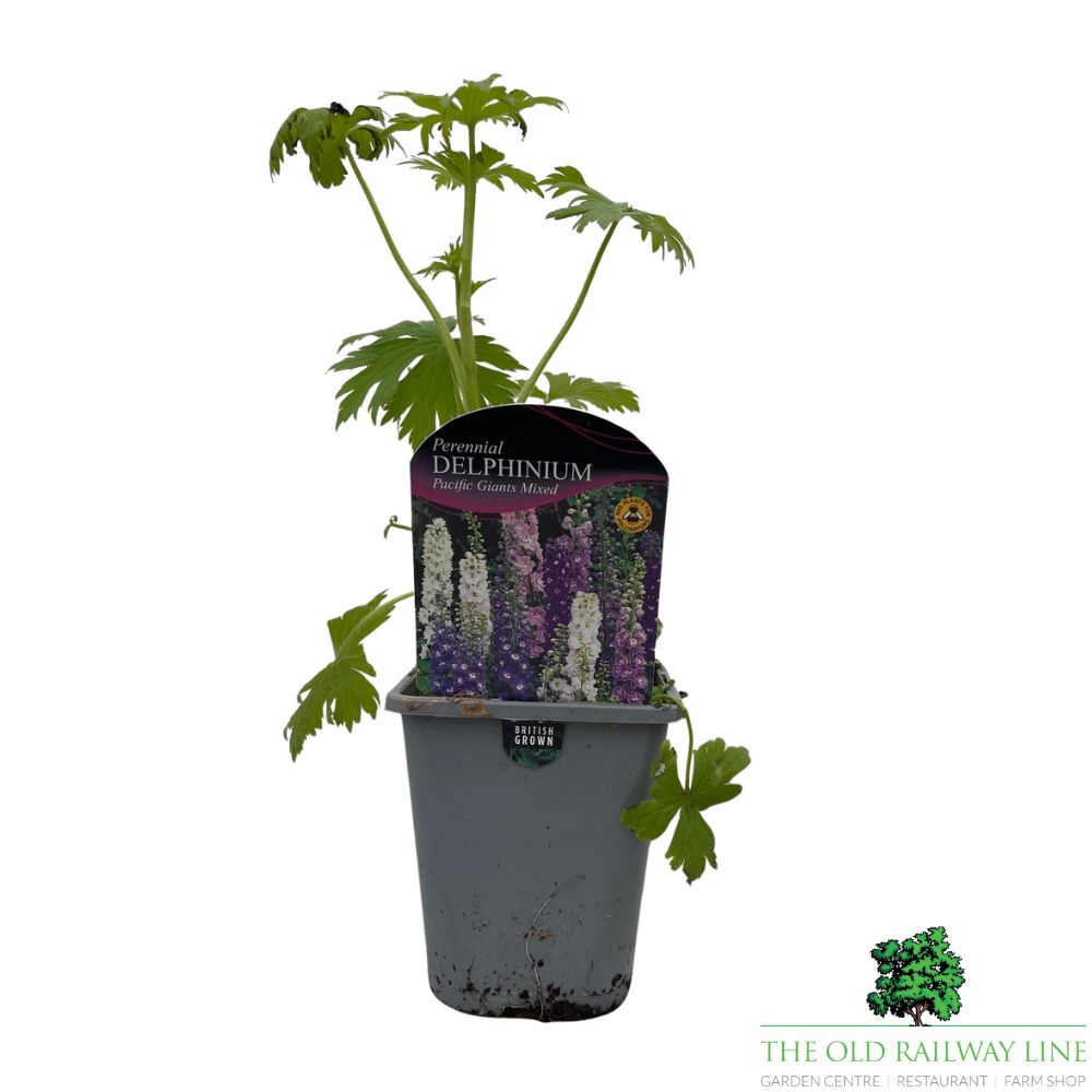 Delphinium Pacific Giant Mixed Plant - 1Ltr Pot