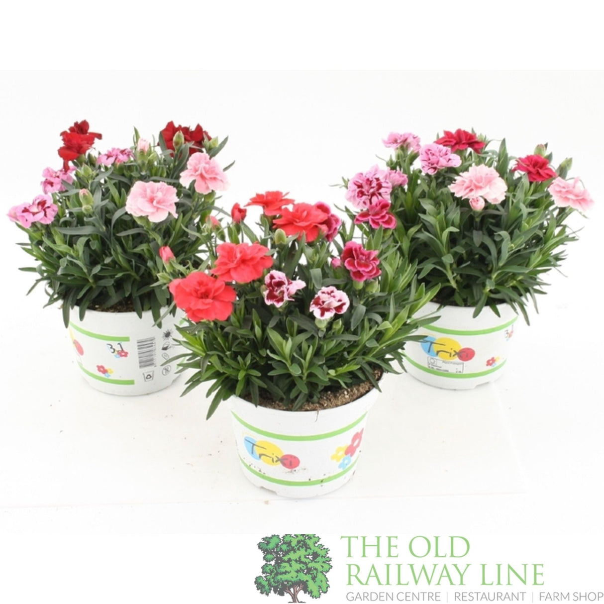 Dianthus 'Oscar Trixi' Mix 15cm Pot - Old Railway Line Garden Centre