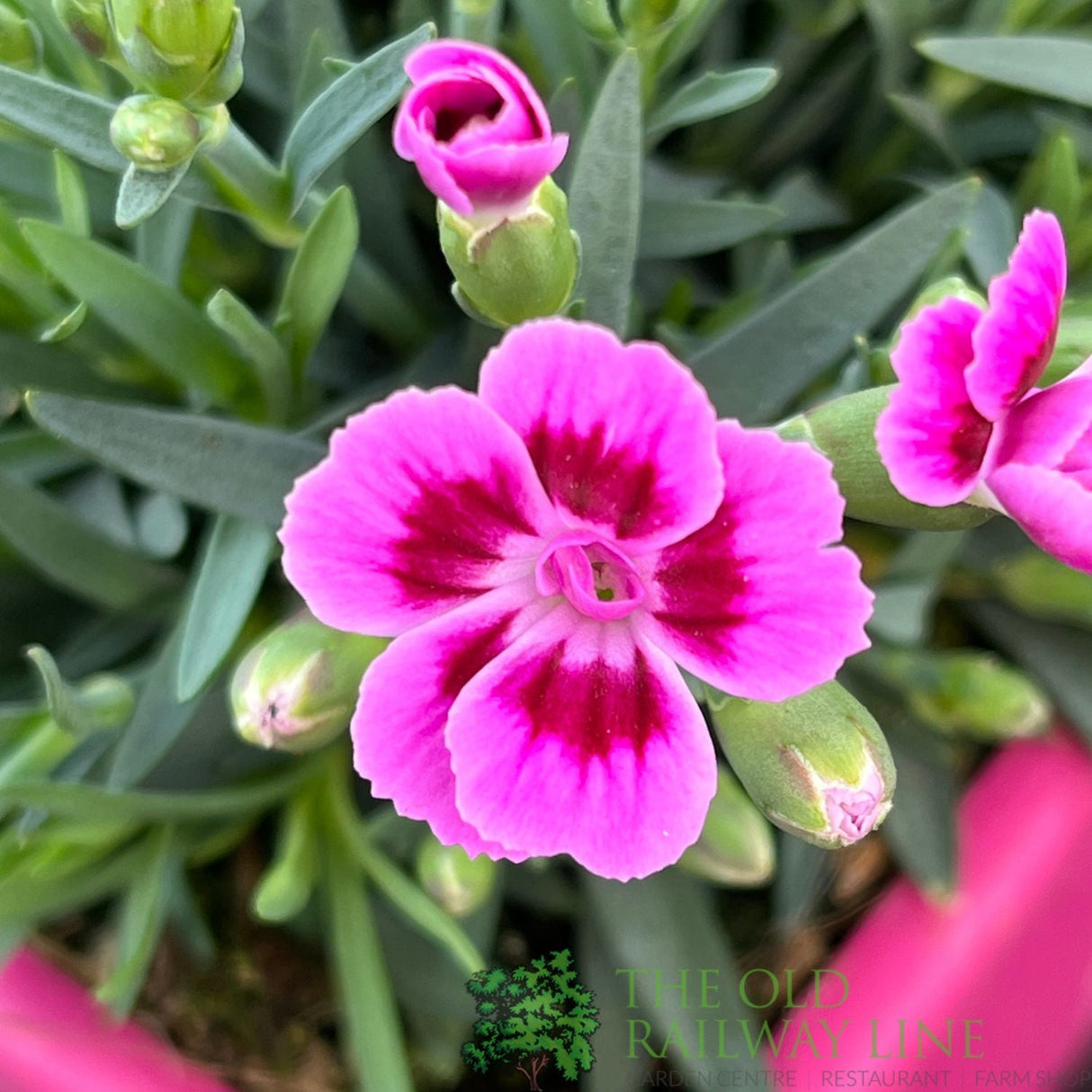 Dianthus 'Pink Kisses' Trough - Old Railway Line Garden Centre