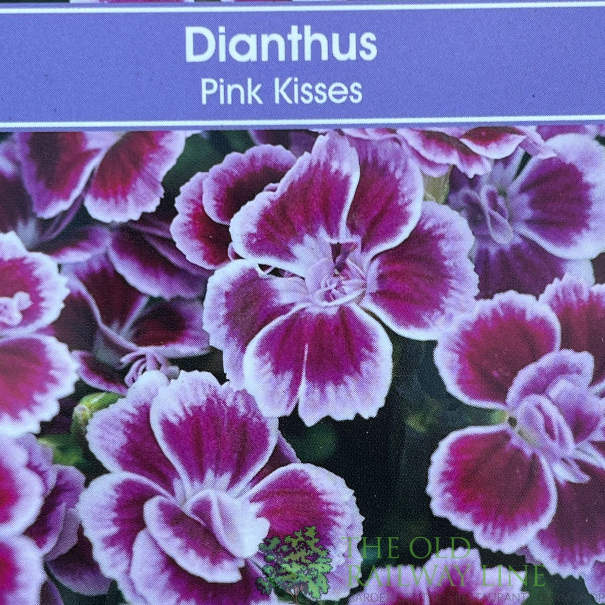 Dianthus 'Pink Kisses' Trough - Old Railway Line Garden Centre