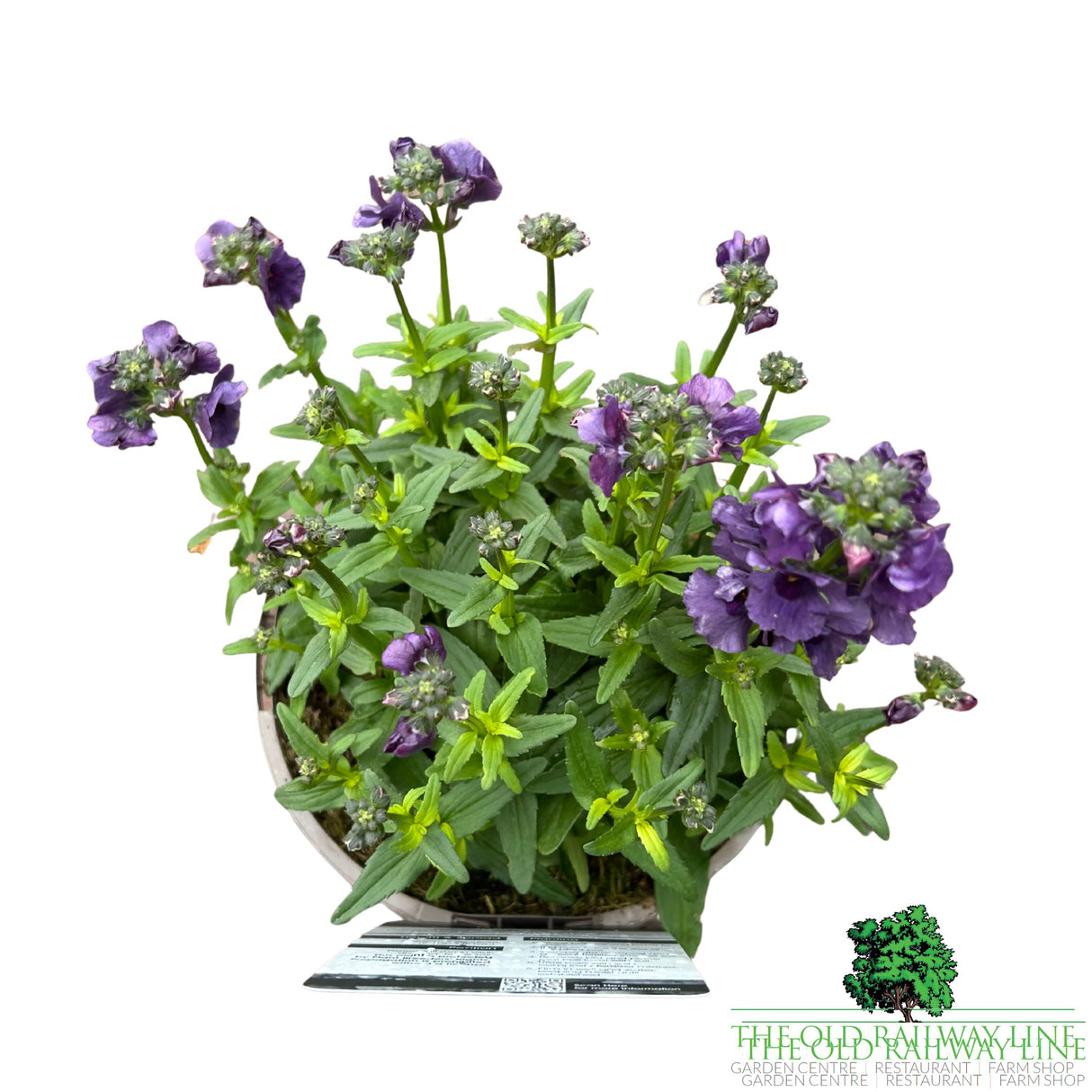 Nemesia 'Myrtille' Plant - 2Ltr Pot