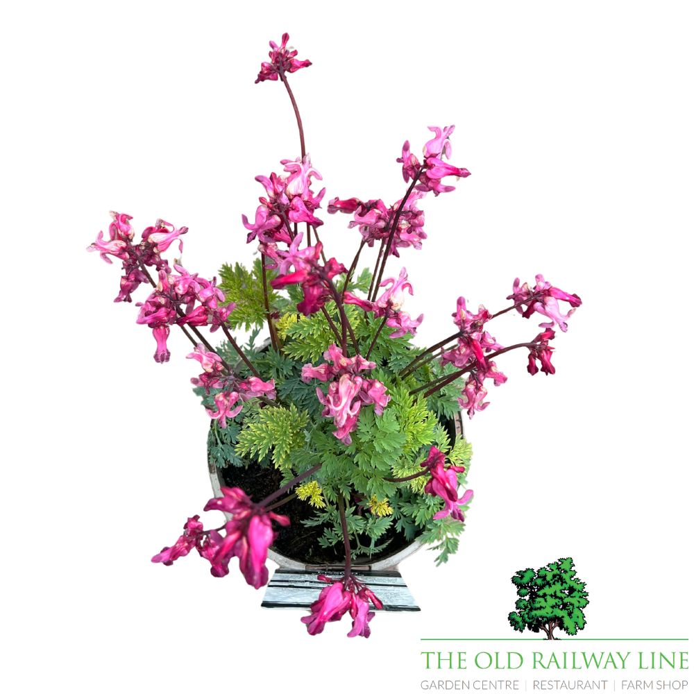 Dicentra 'Passion Hearts' Plant- 2Ltr Pot