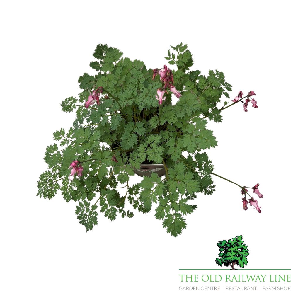 Dicentra 'Pink Diamonds' Plant - 2Ltr Pot