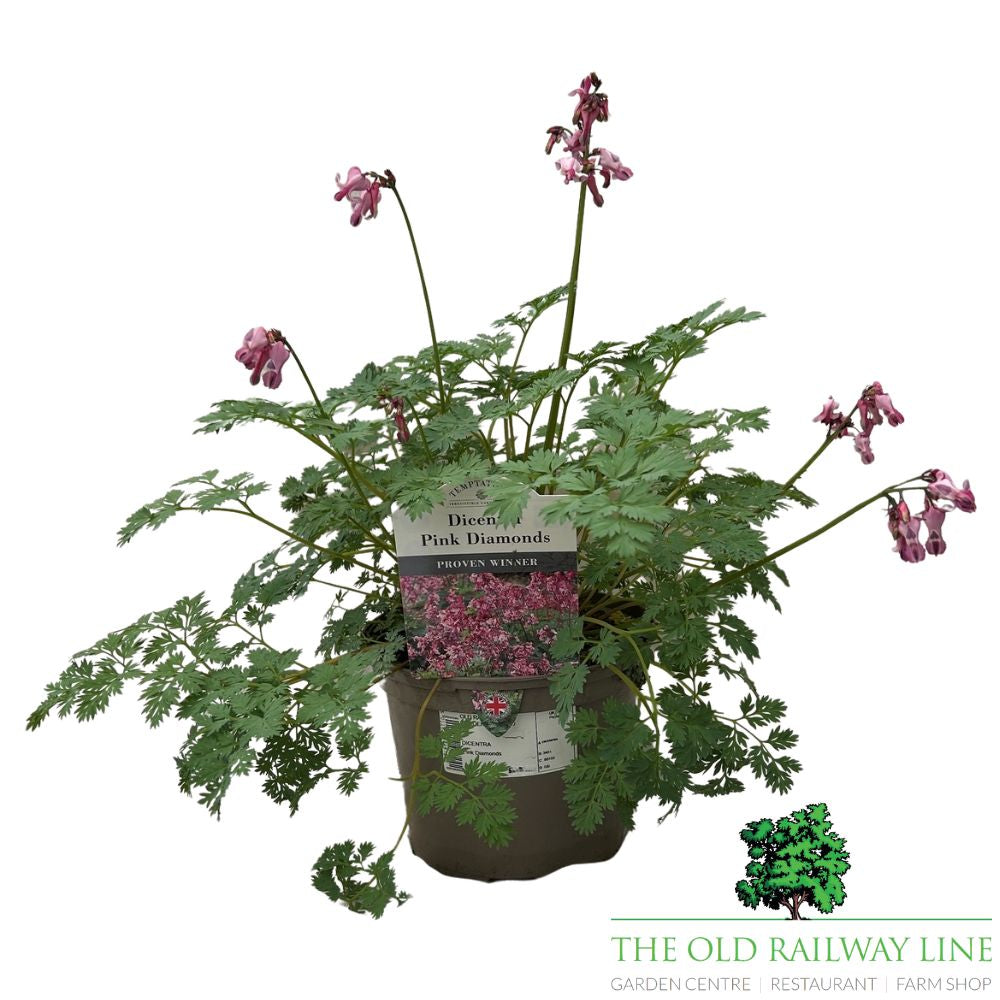 Dicentra 'Pink Diamonds' Plant - 2Ltr Pot