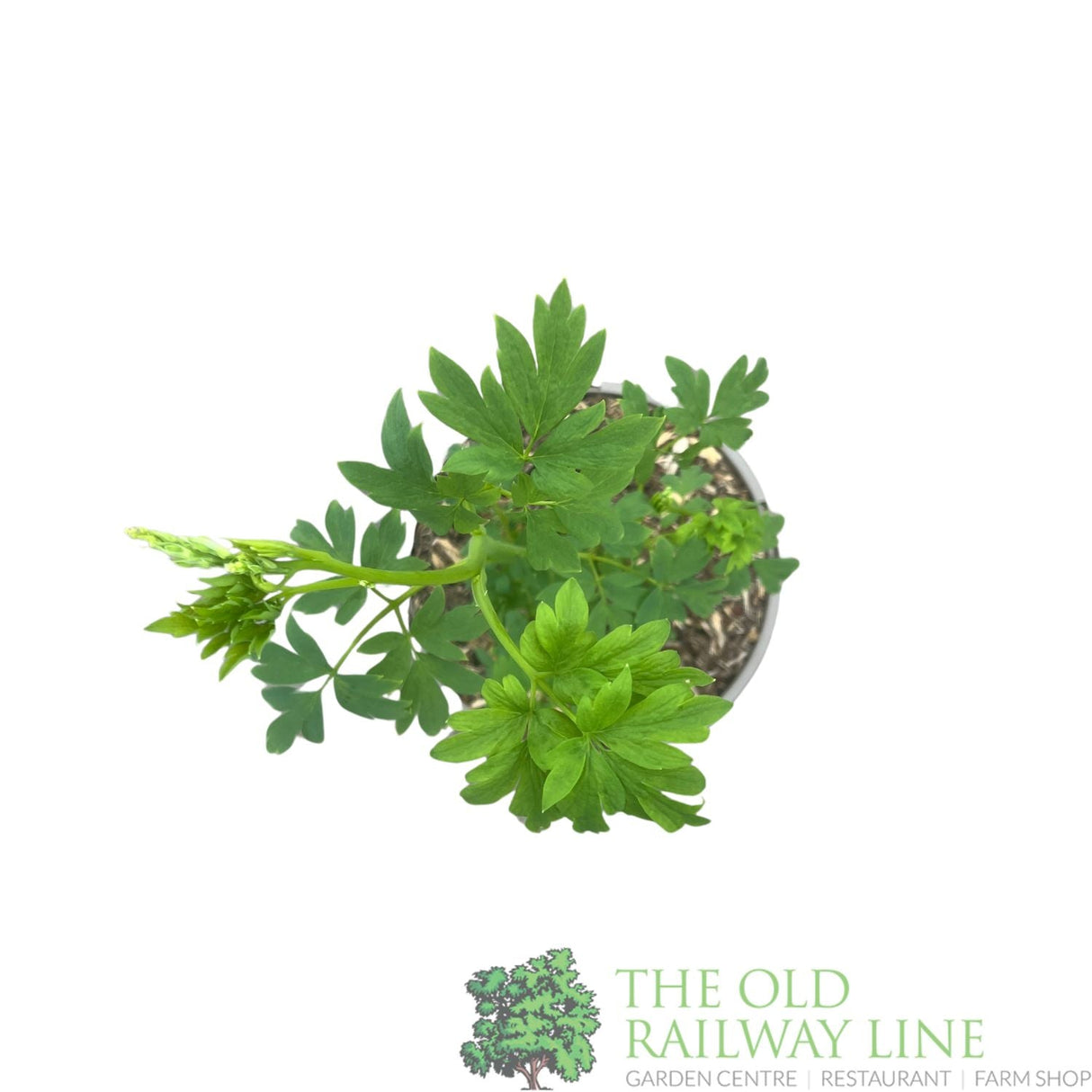 Dicentra spectabilis 'Alba' Plant 3Ltr Pot - Old Railway Line Garden Centre