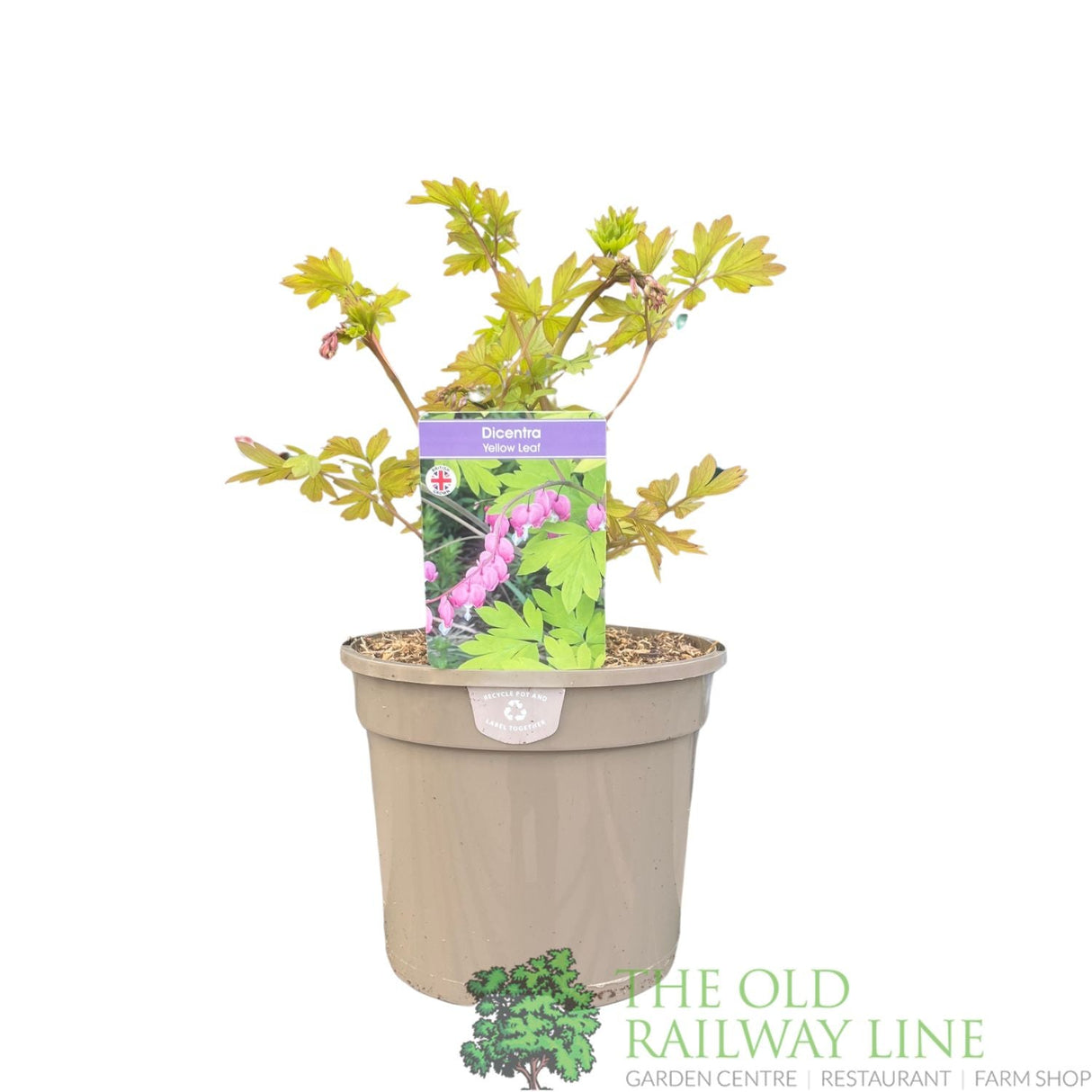 Dicentra spectabilis 'Yellow Leaf' Plant 3Ltr Pot - Old Railway Line Garden Centre