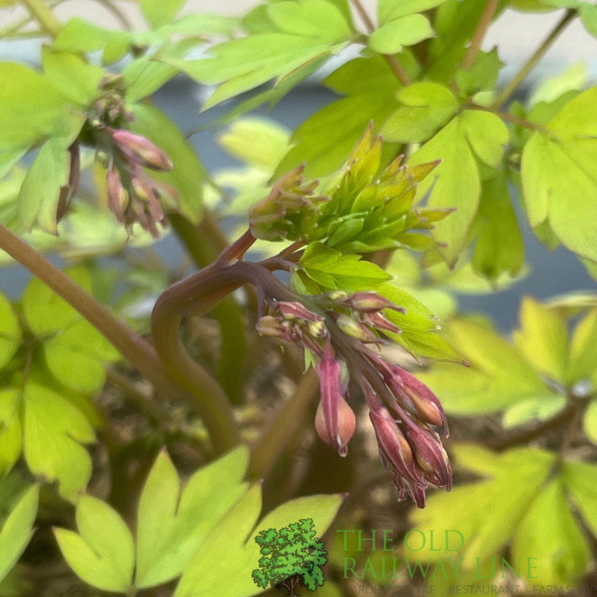 Dicentra spectabilis 'Yellow Leaf' Plant 3Ltr Pot - Old Railway Line Garden Centre
