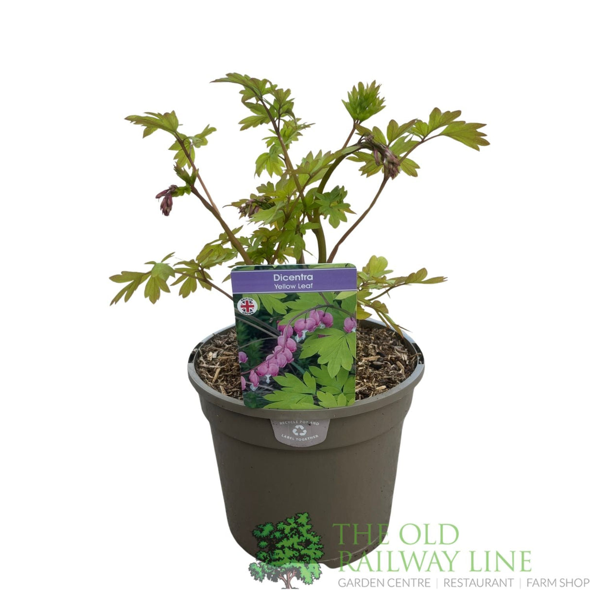 Dicentra spectabilis 'Yellow Leaf' Plant 3Ltr Pot - Old Railway Line Garden Centre