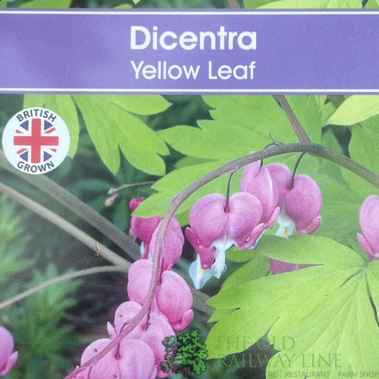 Dicentra spectabilis 'Yellow Leaf' Plant 3Ltr Pot - Old Railway Line Garden Centre