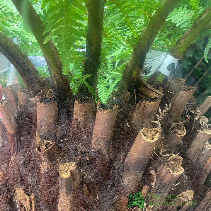 Dicksonia antarctica Soft Tree Fern 3ft Tall - Old Railway Line Garden Centre