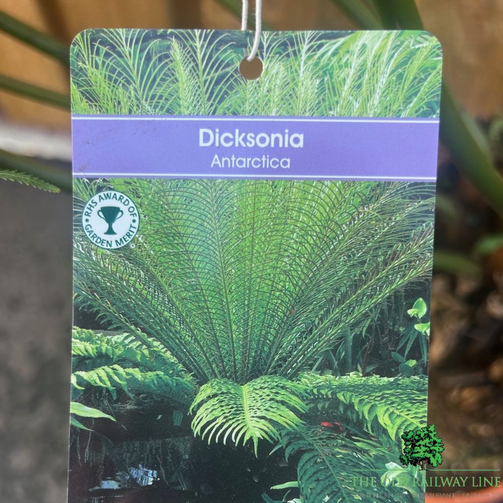 Dicksonia Antartica Tree Fern Plant - 10Ltr Pot