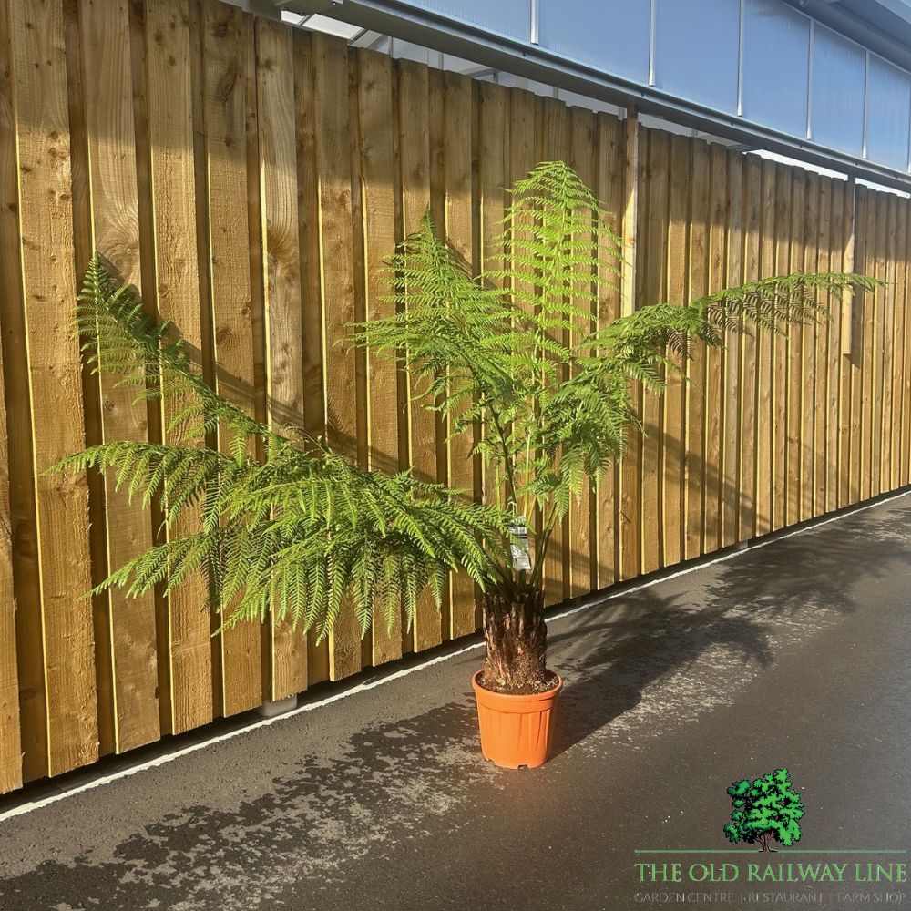 Dicksonia Antartica Tree Fern Plant - 10Ltr Pot