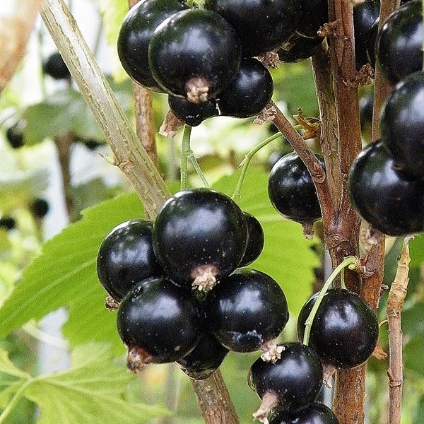 Blackcurrant 'Ben Sarek Rosemount' Fruit Bush 3Ltr Pot