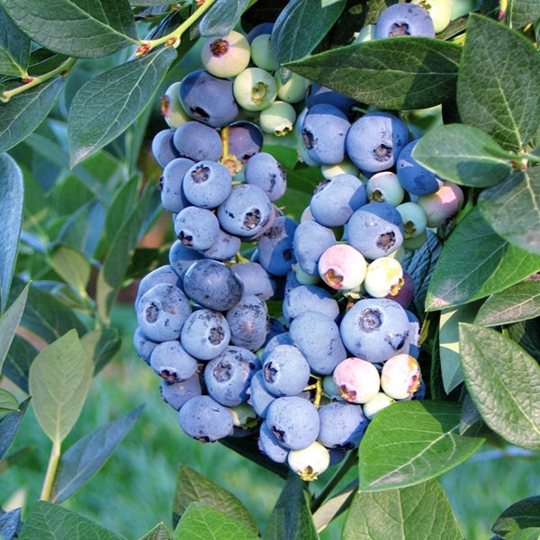 Blueberry 'Elizabeth' Fruit Bush 2Ltr Pot