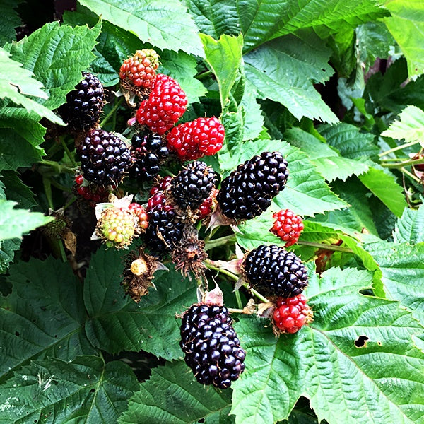 Blackberry 'Adrienne' Fruit Bush 3Ltr Pot