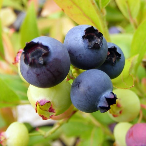 Blueberry 'Gold Traube' Fruit Bush 2Ltr Pot