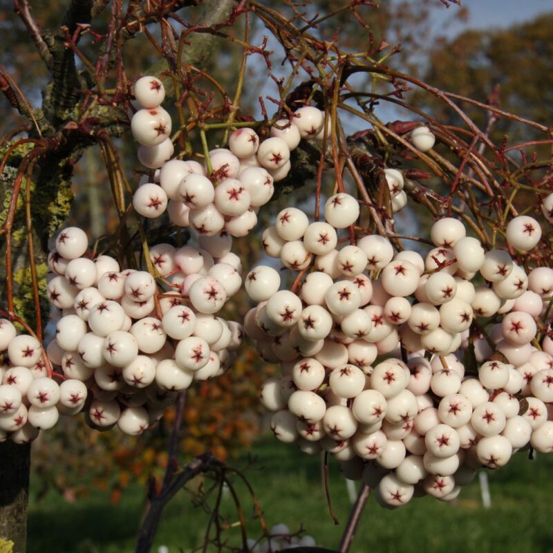 Sorbus cashmiriana Rowan Tree 12Ltr Pot