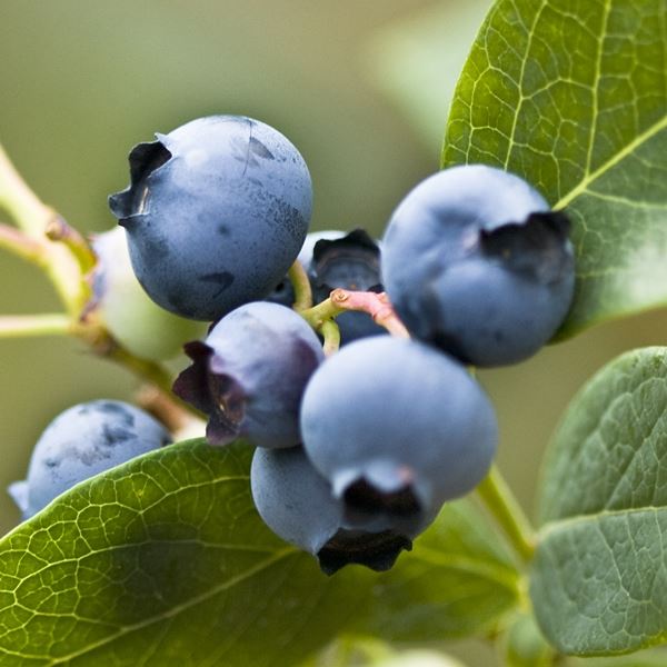 Blueberry 'Patriot' Fruit Bush 2Ltr Pot