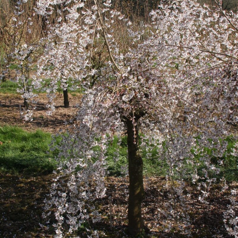 Prunus incisa ‘Pendula’ Weeping Fuji Cherry Tree (Top Worked) 11.5Ltr Pot