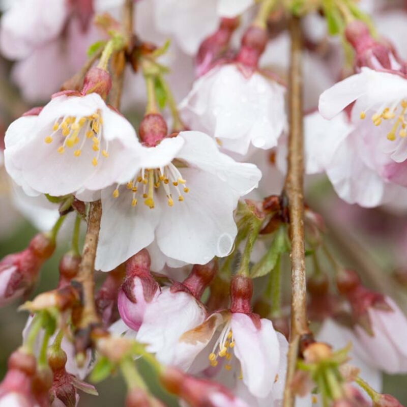 Prunus incisa ‘Pendula’ Weeping Fuji Cherry Tree (Top Worked) 11.5Ltr Pot